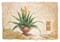 Canova Poster Print by Claudia Ancilotti - Item # VARPDX11285